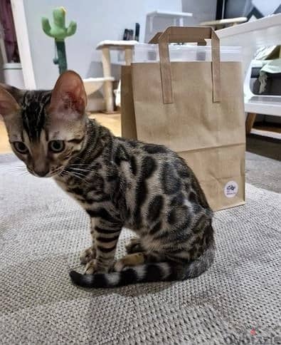 Whatsapp Me +972555074990 Bengal Cats 1