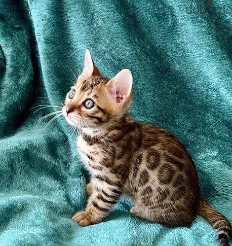 Whatsapp Me +972555074990 Bengal Cats 1