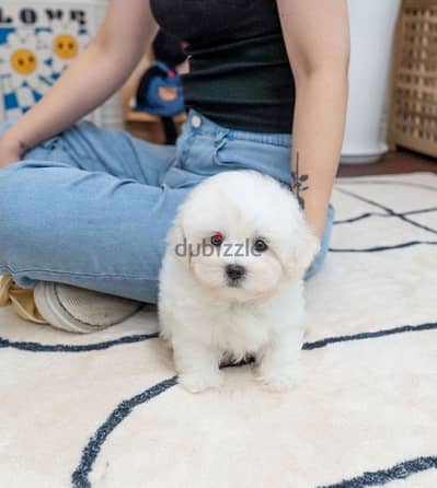 Mini PooDle for sale. . WHATSAPP ME  +1(484)718‑9164‬