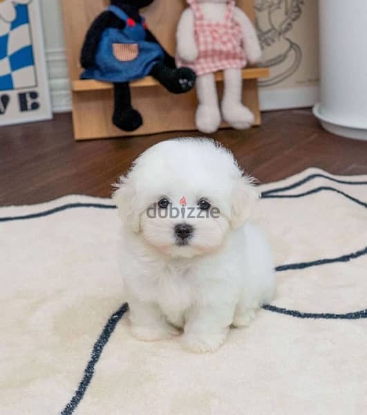 Mini PooDle for sale. . WHATSAPP ME  +1(484)718‑9164‬ 1