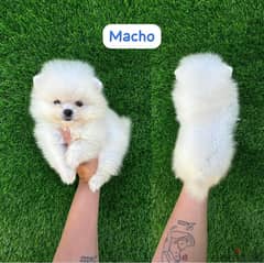 Male PoMeranian for sale 0