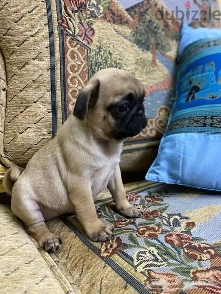 Male Pug for sale 0