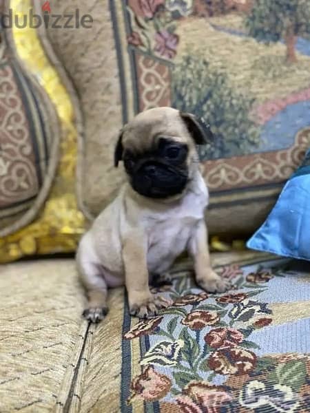 Male Pug for sale 1