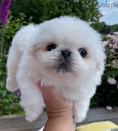 Whatsapp Me (+966 58899 3320) Pekingese Puppies