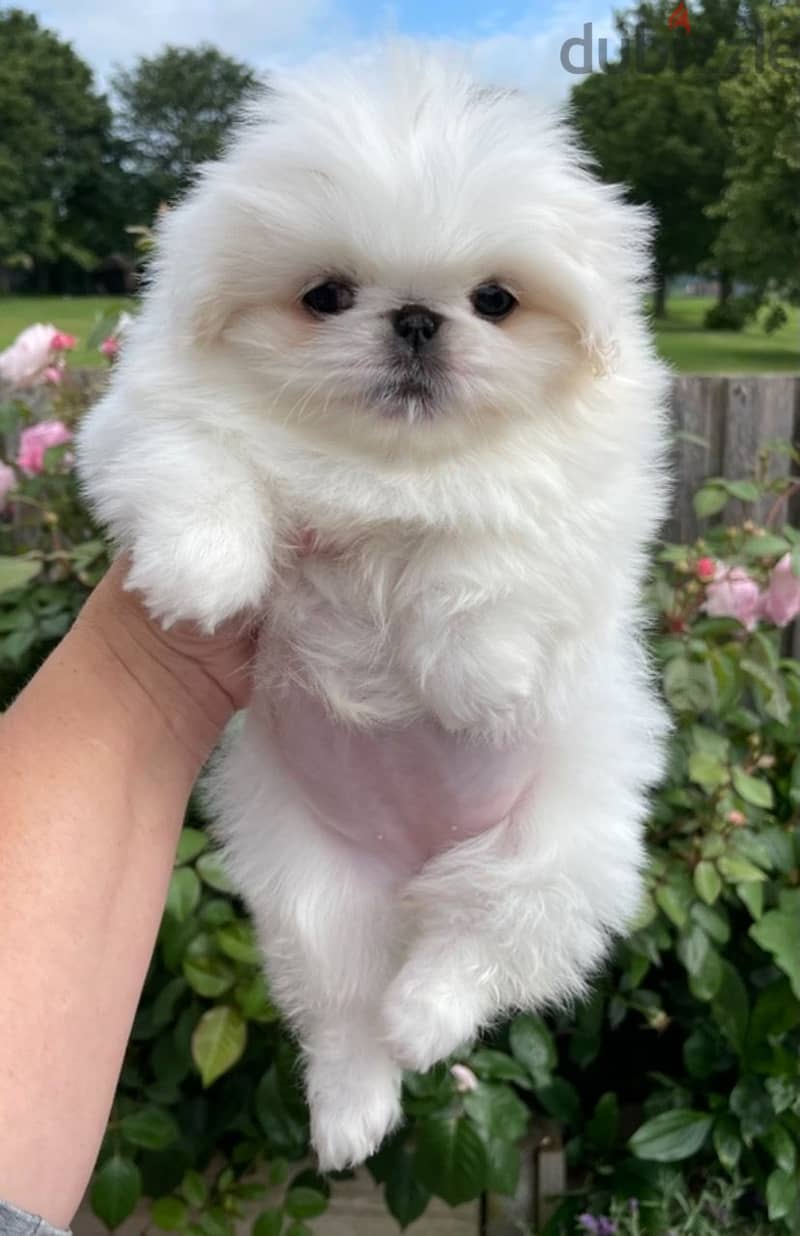 Whatsapp Me (+966 58899 3320) Pekingese Puppies 1