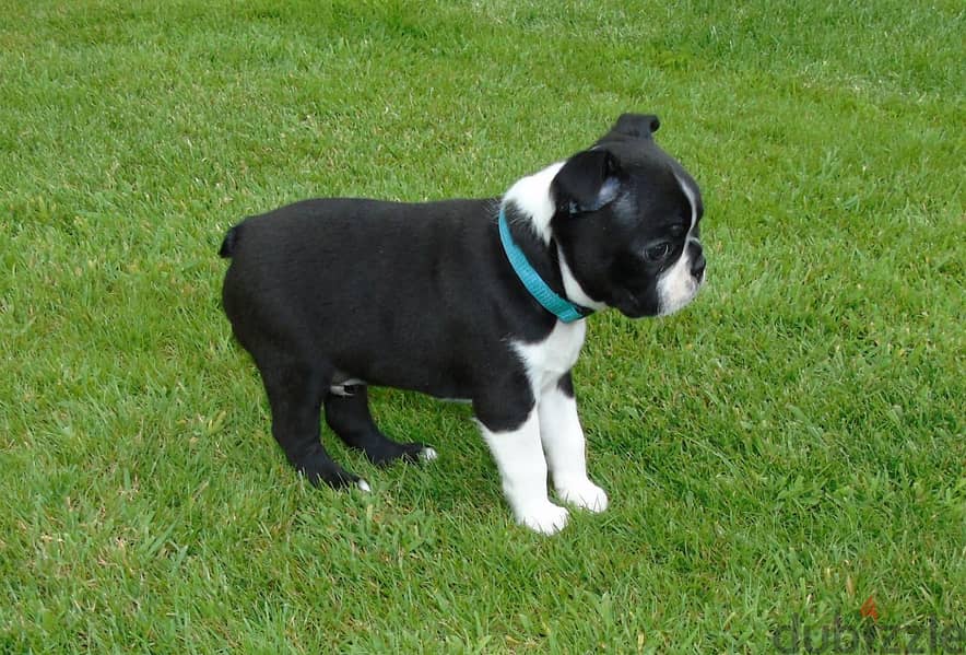 Whatsapp Me (+972 55507 4990) Boston Terrier 1