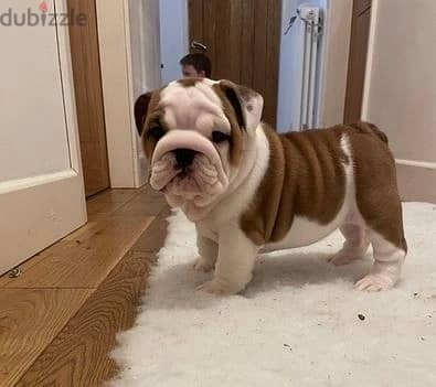 Whatsapp Me (+966 58392 1348) English Bulldog Puppies 0