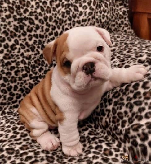 Whatsapp Me (+966 58392 1348) English Bulldog Puppies 1