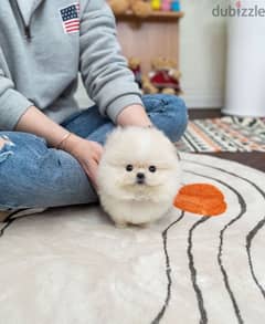 White Poms for sale WHATSAPP ME  +1(484)718‑9164‬