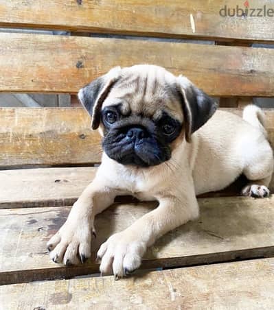 Male Pug for sale