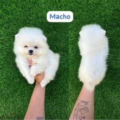 Male Pom puppy for sale. WHATSAPP ME  +1(484)718‑9164‬