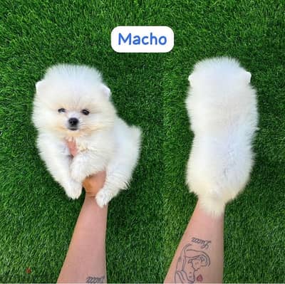 Male Pom puppy for sale. WHATSAPP ME  +1(484)718‑9164‬