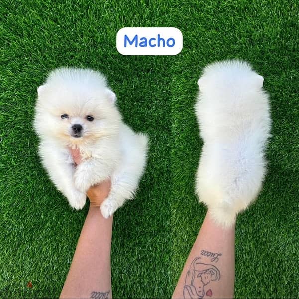 Male Pom puppy for sale. WHATSAPP ME  +1(484)718‑9164‬ 0