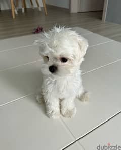 Maltese puppy for sale 0