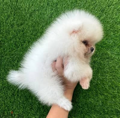 Tcup Male Pom for sale