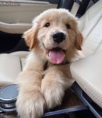 Golden retriever