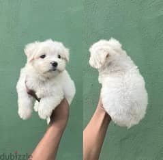 MalTese puppy for sale 0