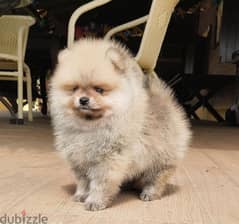 Tcup Pom puppy for sale 0