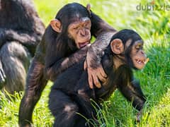 Whatsapp Me (+966 58392 1348) Chimpanzee Babies