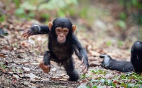 Whatsapp Me (+966 58392 1348) Chimpanzee Babies