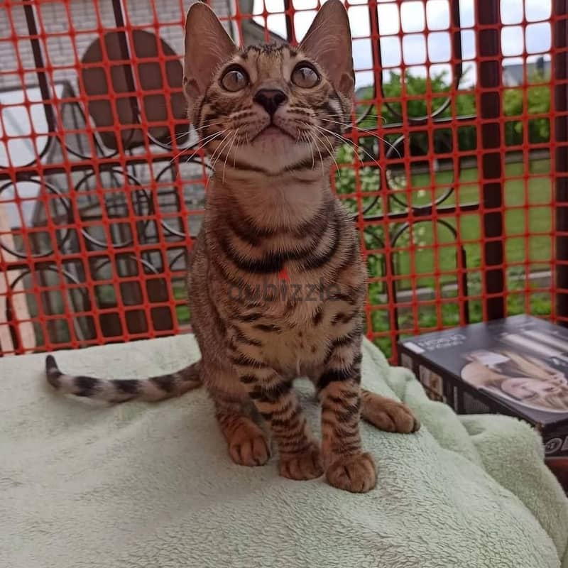 Bengal Kittens// whatsapp +971552543679 0