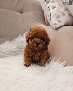 Whatsapp Me (+972 55507 4990) Toy Poodle Puppies