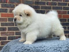 Whatsapp Me (+966 58392 1348) Chow Chow Puppies