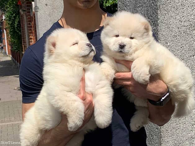 Whatsapp Me (+966 58392 1348) Chow Chow Puppies 1