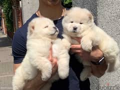 Whatsapp Me (+966 58392 1348) Chow Chow Puppies 0