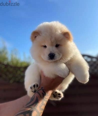 Whatsapp Me (+966 58392 1348) Chow Chow Puppies 1