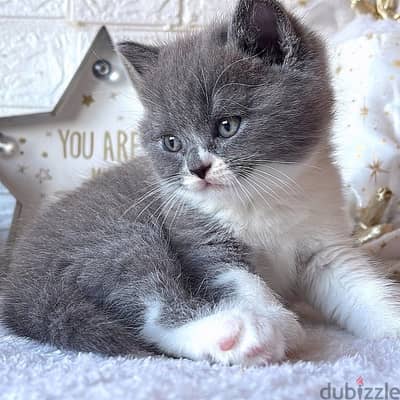 BRITISH SHORTHAIR KITTENS FOR ADOPTION