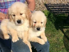 PUREBRED GOLDEN RETRIEVER PUPPIES