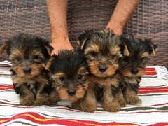 TOP YORKSHIRE TERRIER PUPPIES