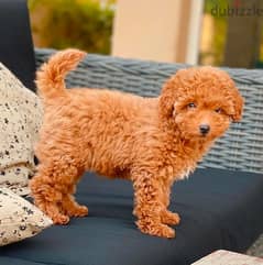 GORGEOUS  POODLE PUPPIES FOR FREE ADOPTION