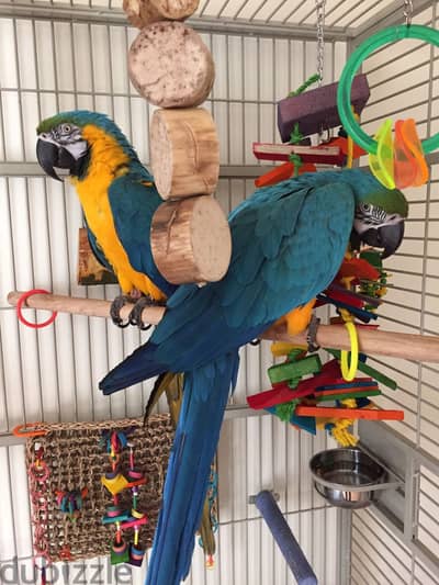 BLUE AND GOLD MACAW PARROTS