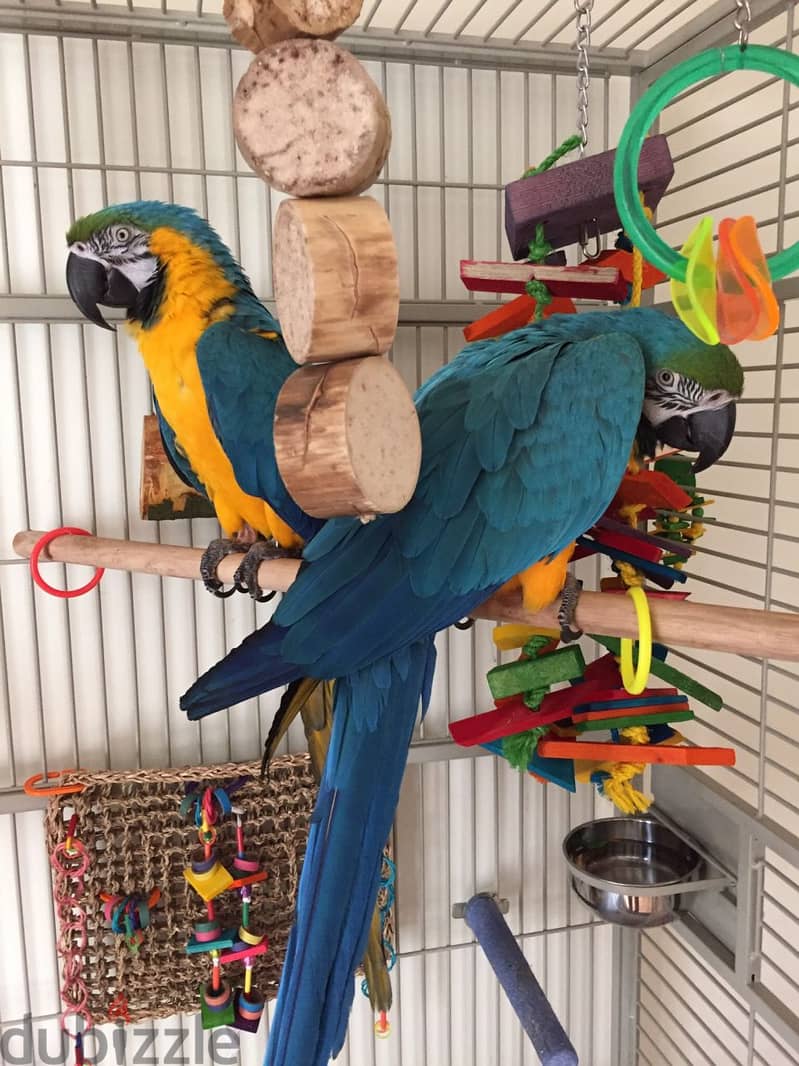 BLUE AND GOLD MACAW PARROTS 0