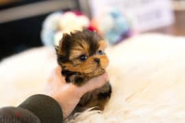 Teacup Yorkshire Terrier Puppies for Sale