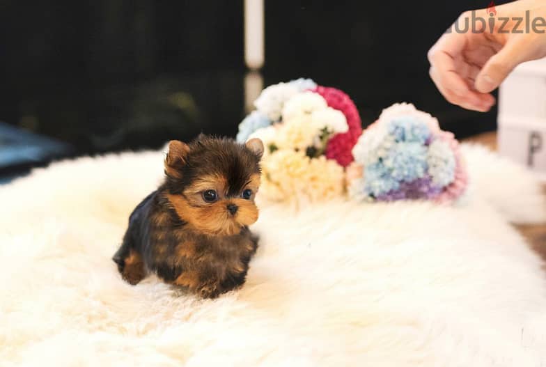 Teacup Yorkshire Terrier Puppies for Sale 1