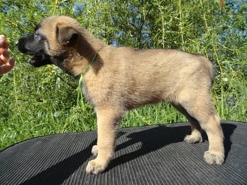 Whatsapp Me (+966 58392 1348) Belgian Malinois Puppies 0