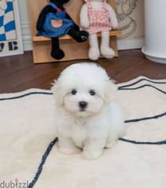 White Mini PooDle for sale 0