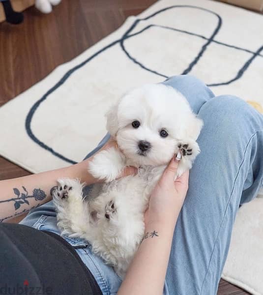 White Mini PooDle for sale 2