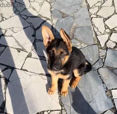 Male German Shepherd