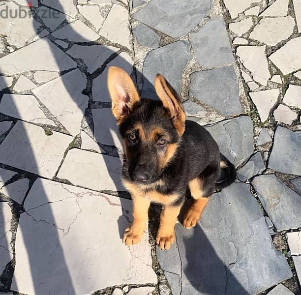 Male German Shepherd 0