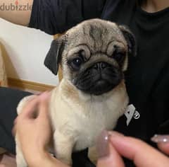 Amazing Pug for sale 0