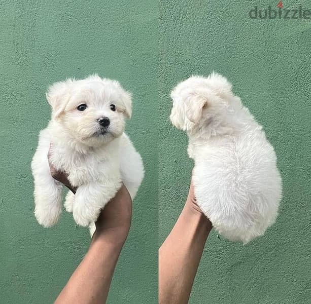 MalTese puppy for sale 0