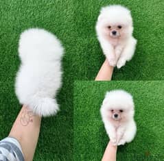 Playful PoMeranian for sale . . WHATSAPP ME  +1(484)718‑9164‬ 0