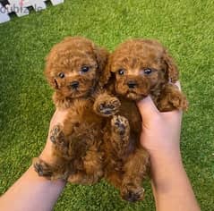 Male & Female Mini PooDle 0