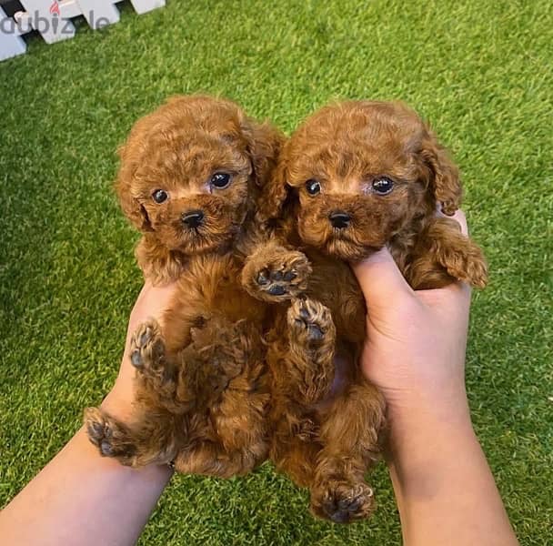 Male & Female Mini PooDle 0