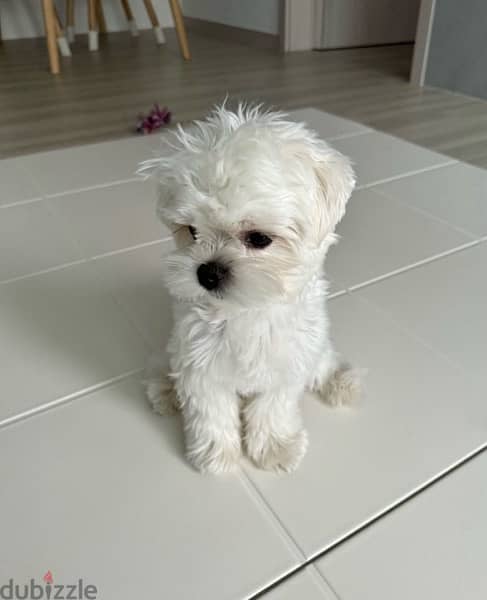 Female MalTese puppy 0