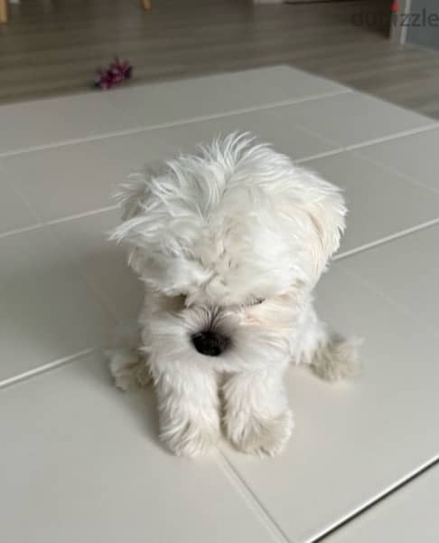 Female MalTese puppy 1